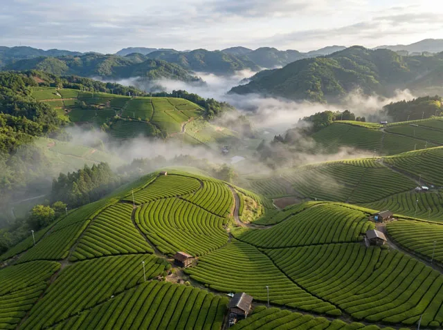 静岡県の段々畑の空撮。なだらかな緑の丘陵、朝霧、伝統的な茶栽培地域の風景