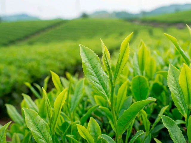 べにふうきのパッケージとお茶