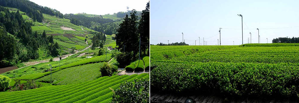 掛川茶畑