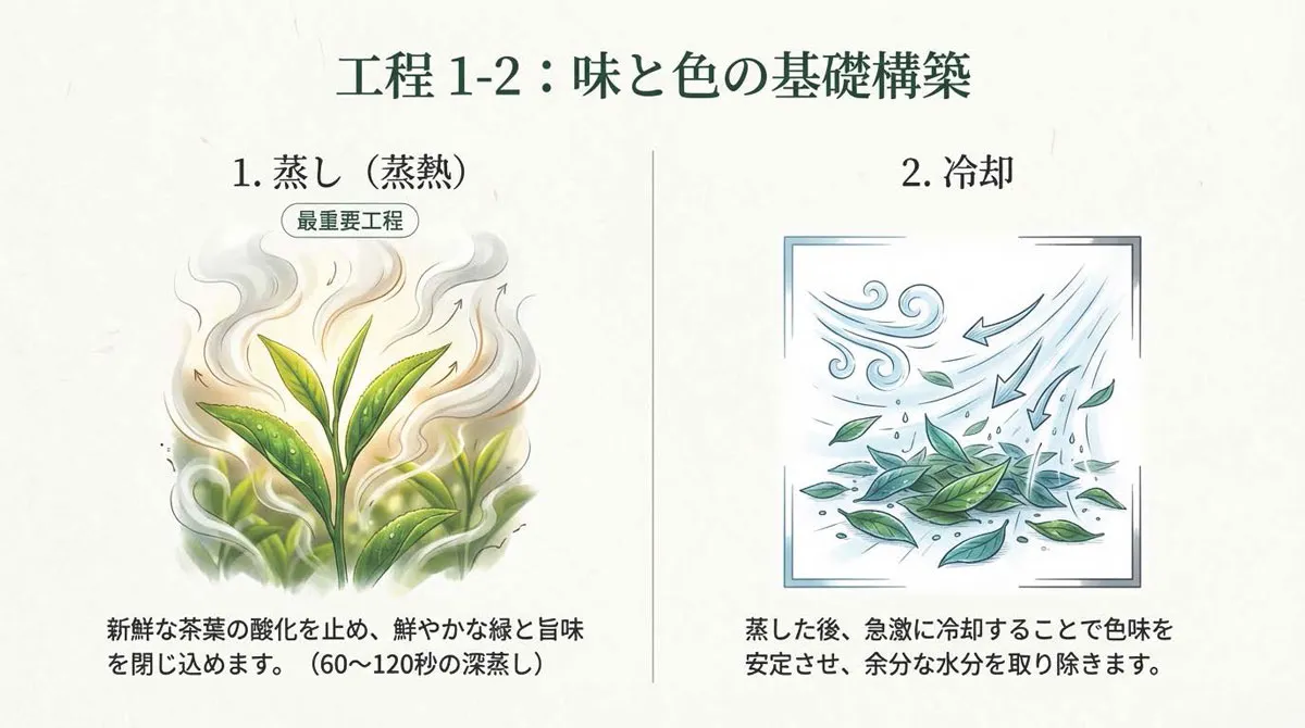 深蒸し茶製造工程 蒸熱と冷却