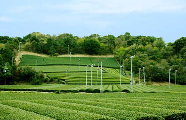 袋井茶畑