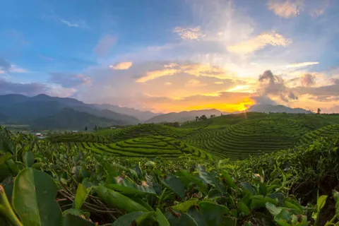 インドネシアの茶畑