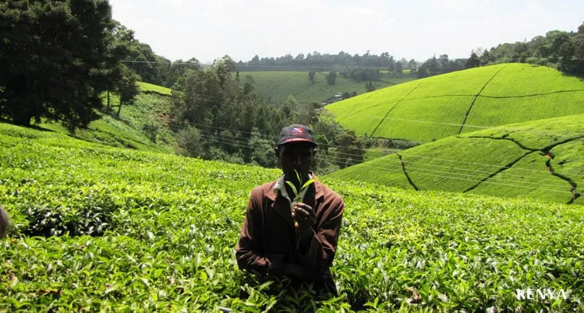 ケニアの茶畑