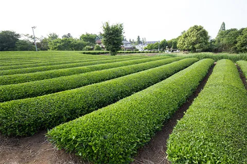 狭山の茶畑