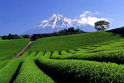 静岡の茶畑イメージ