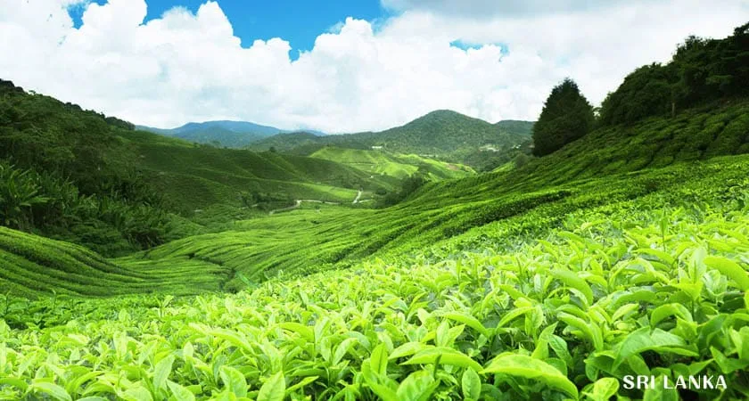 スリランカの茶畑