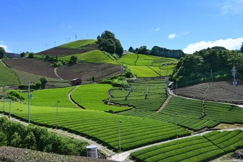 宇治の茶畑
