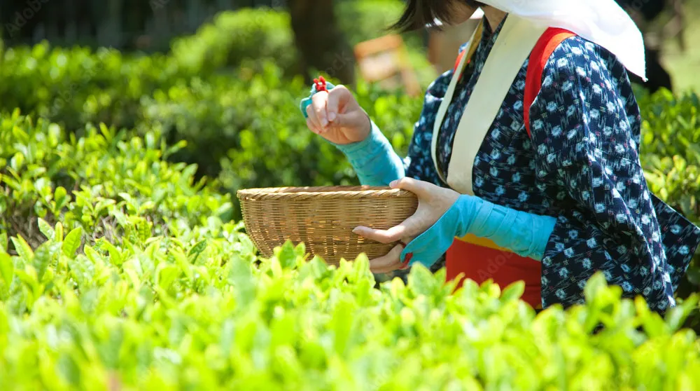 新茶の茶摘み風景