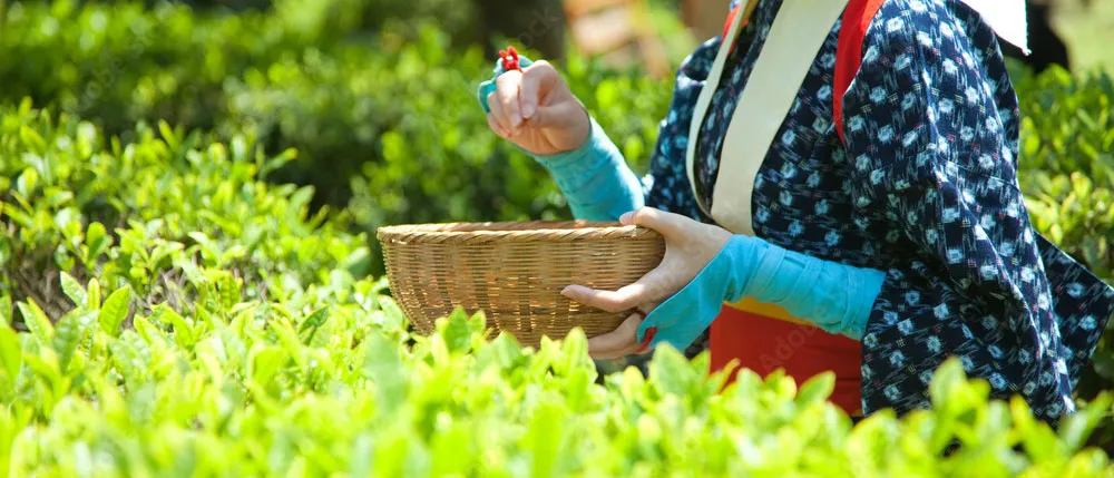静岡県の茶畑で新茶を摘んでいる女性の様子