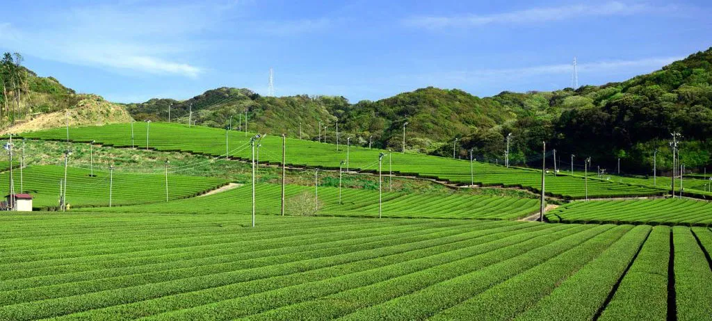 静岡県袋井市の茶畑を望む横長のパノラマ写真。緩やかな斜面に整然と並ぶ茶の畝、青い空と春の朝の光
