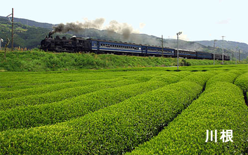 川根茶畑